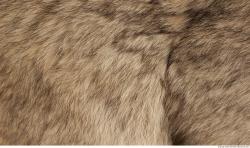 Photo Textures of Fur